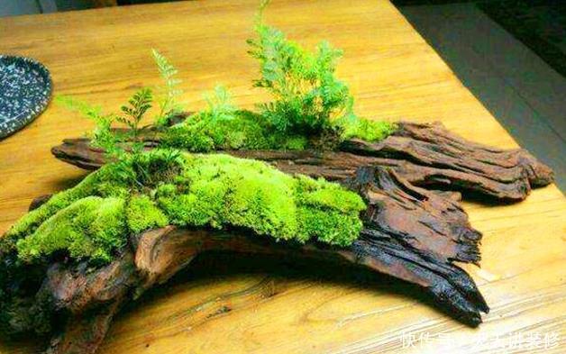 红砖、青瓦、烂木头,一定要拿来养花,一个比一个有韵味