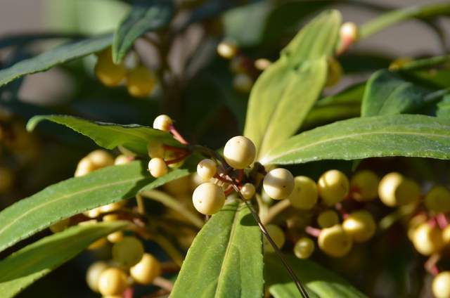 绿植|人称“百两金”,果实能吃,种子可榨油,制作盆景价更高