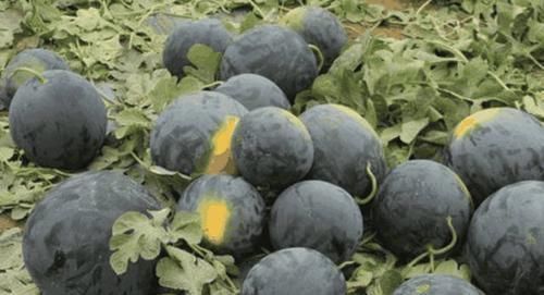 挂绿荔枝|世界上最贵的4种水果,第一产自中国,吃一口等于一辆豪车