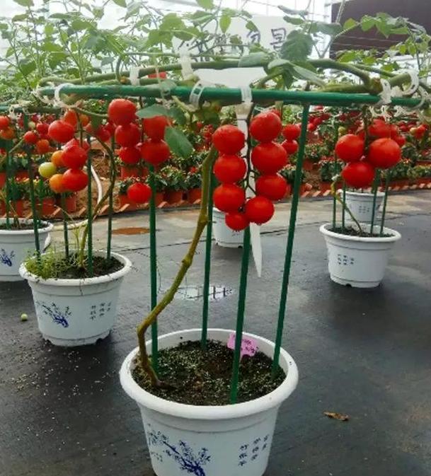 盆栽小番茄,如何一茬接一茬地开花结果5个关键点多下功夫