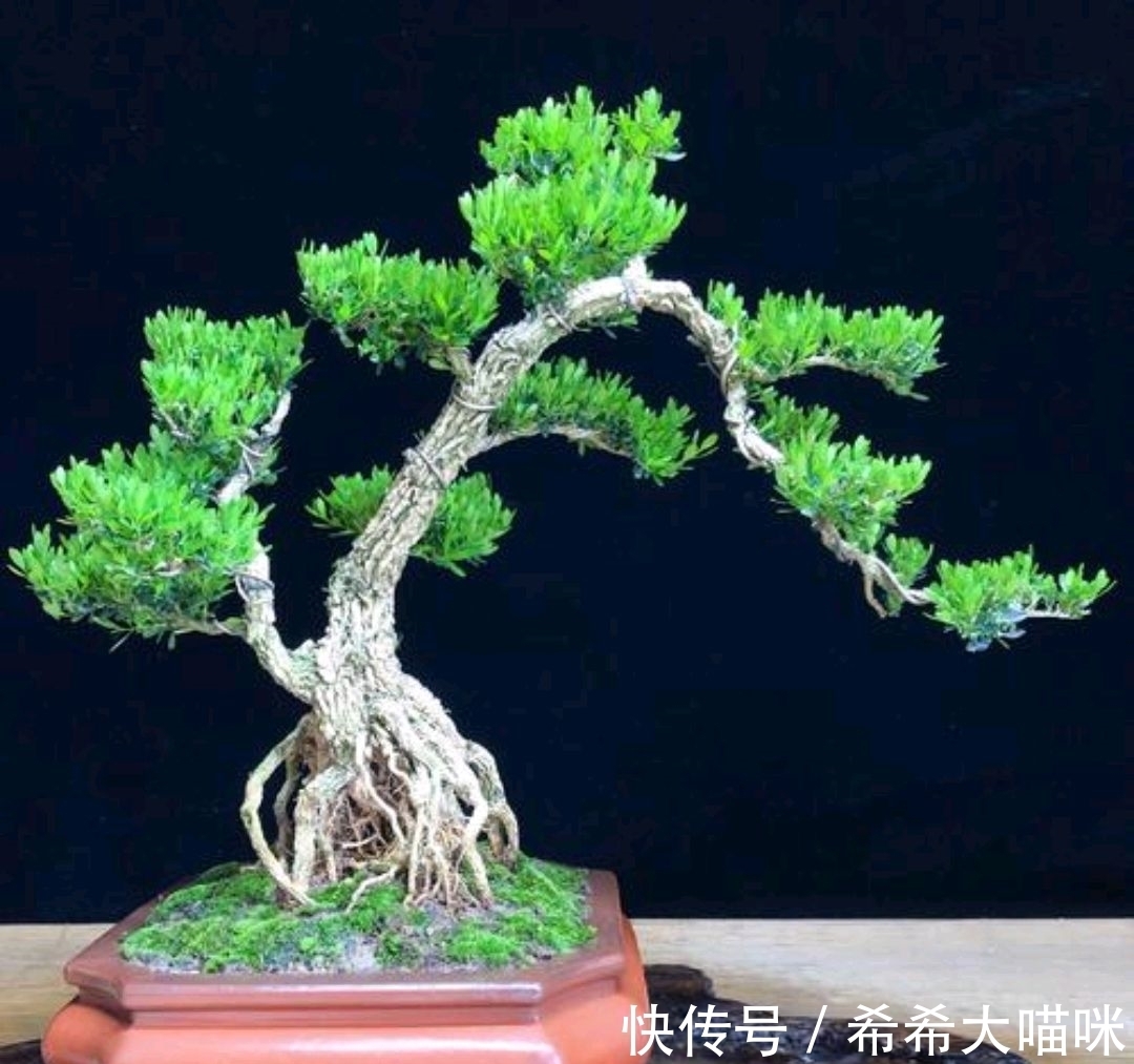 春天到了，养黄杨使用几个妙招，姿态更美