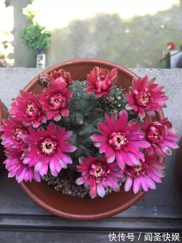 烂球|仙人球开花少,甚至不开花,3点要改善,满盆开出大花苞!