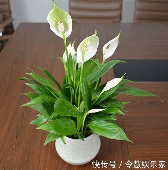 土壤|养白掌，做好“四不要”，才能绿油茂盛，开花不停