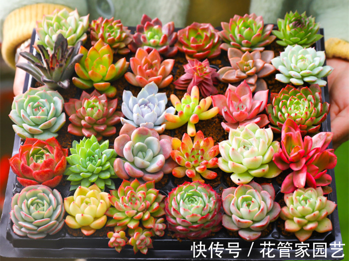 这五种花一定要“穷养”,不要浇太多水,养不活都是因为手太勤