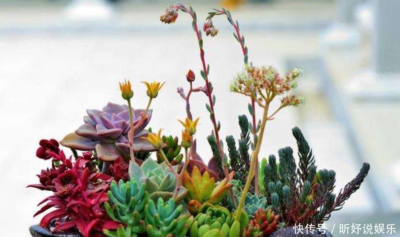 不用|养鱼水浇花不用再施肥新手别乱用,很容易烂根又烂叶!