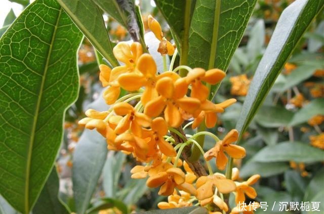 有院子就种4种树,老祖宗留下的“顺口溜”,不是没有道理!