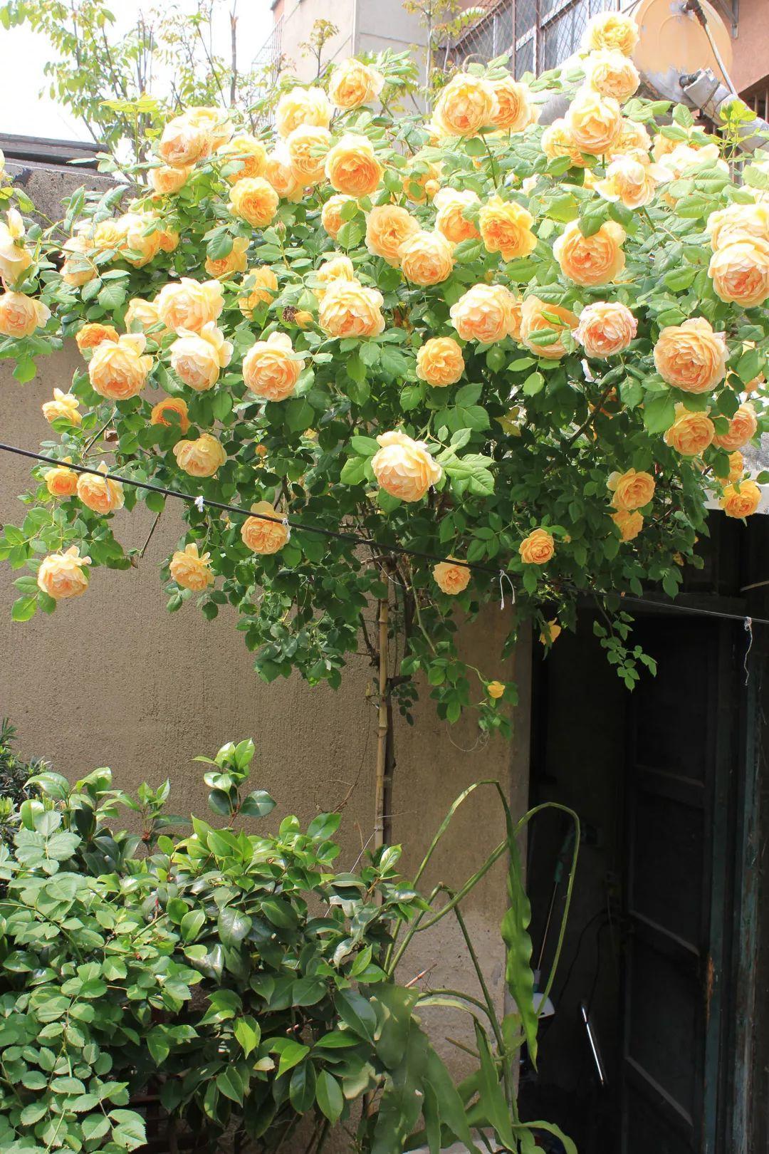 农村养花优势发,地大肥多,一不小心养成小花海!