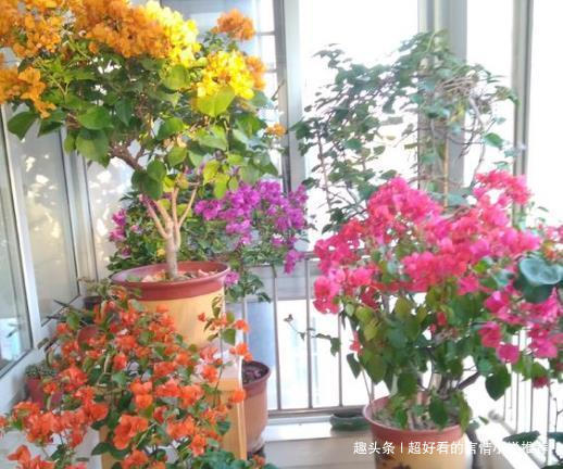 植物|婆婆只养“2种”花,窗台变成“花海”,“开花”上百朵!