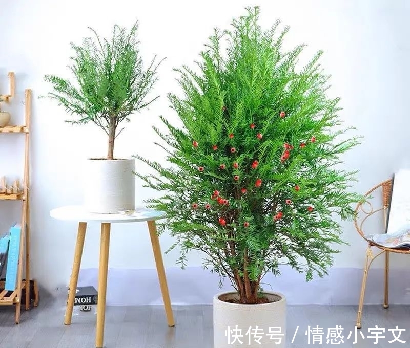 推荐八种镇宅辟邪的植物，家里养一盆，护宅守家保平安