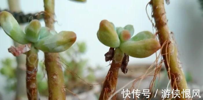 多肉长气根危害大,弄清这些原因,对症下药不用慌