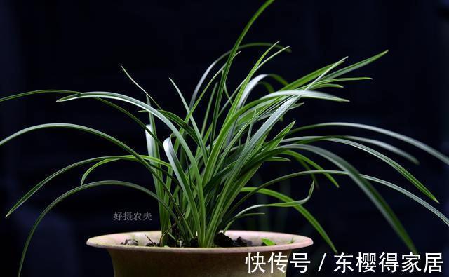 兰花茎腐病|兰花茎腐病和软腐病发生后,出现这种现象,就可以处理花盆了