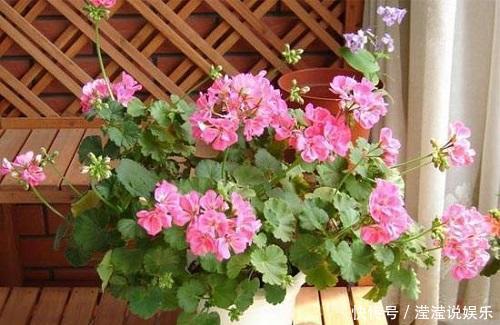 蟹爪兰|夏季这3种花可别入手,养一盆死一盆,过了夏天就剩空盆