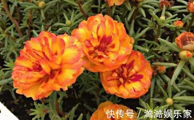 养花杀手养啥养不活这些花寓意好、皮实好养活,附养花技巧!