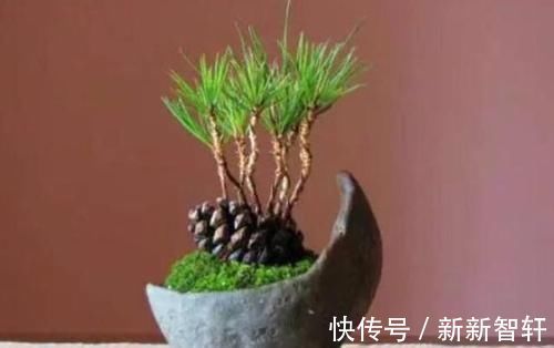 多捡些松果带回家，一处理埋土里，轻松长成精致的绿植盆景