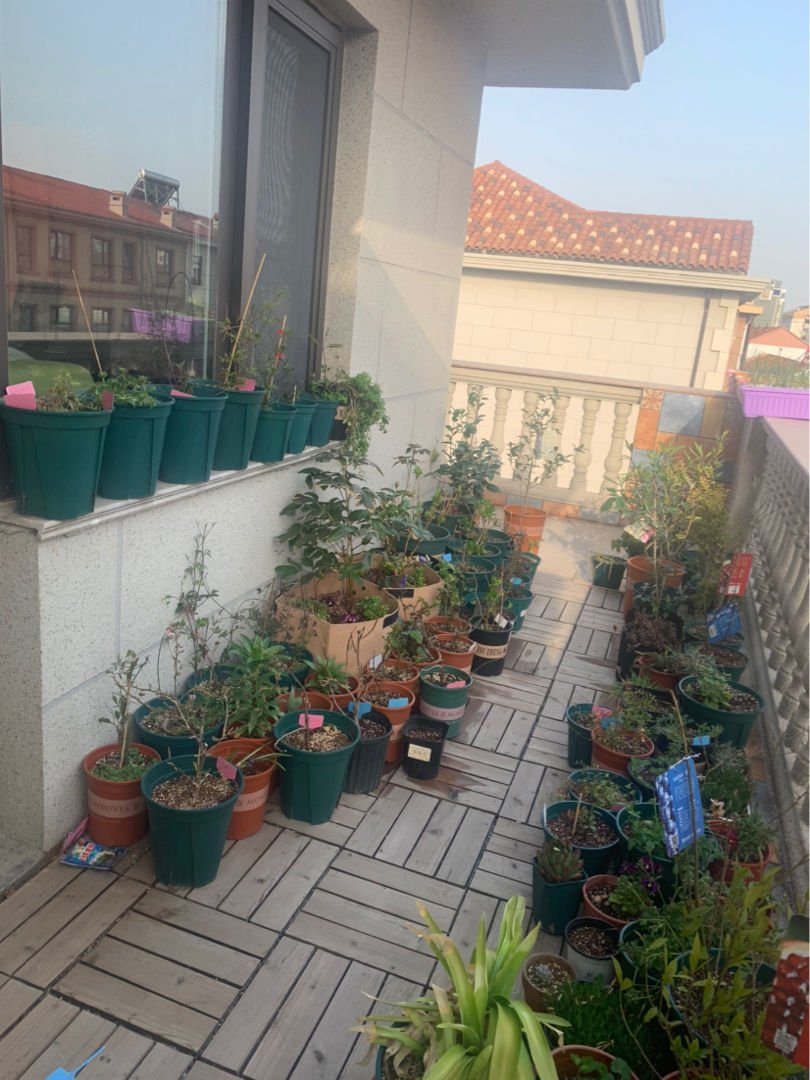 过来人|要想入养花坑，4个方面要考虑清楚，不然浪费时间浪费钱