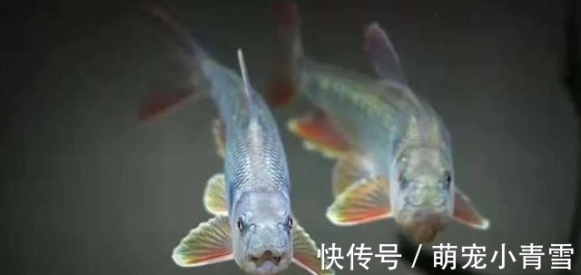 我国最漂亮的原生鱼,未必是鳑鲏和白云金丝,这种小型鱼更漂亮