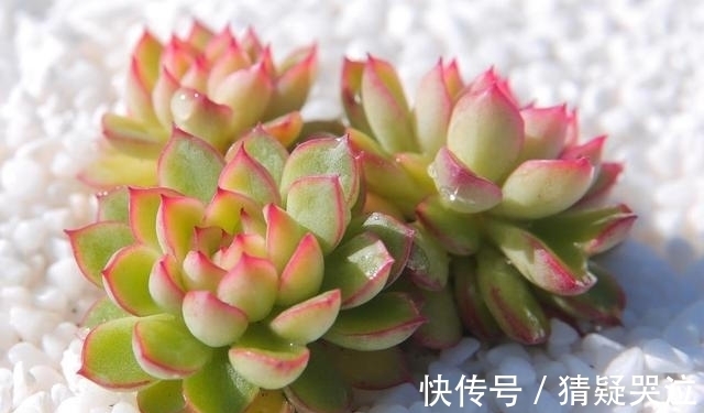 多肉植物中的爆盆之王女雏,人称小荷花,出了状态美得令人陶醉