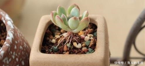 多肉长出小胡须，这个“信号”不太好，老手这样处理多肉不受影响！