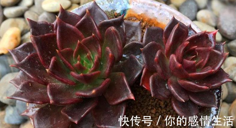 黑王子|刚开始接触多肉选这“6种”,皮实耐养不易死,养出状态也很美!