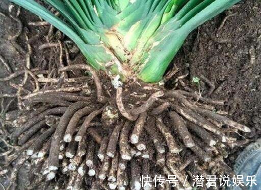 修剪|秋天换盆不修根不如不换,一把剪刀挥两下,长势疯狂压不住!