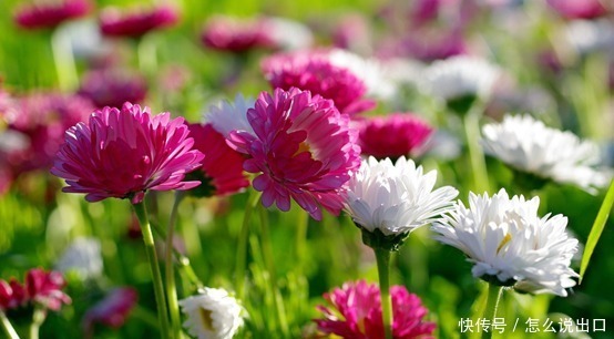 赚钱|有钱存不住的4大生肖,挥霍一生,有钱就任性,却往往幸福一生