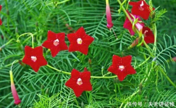 家里阳台养此款花,沾点水就疯长,开花勤还爱爆盆,美