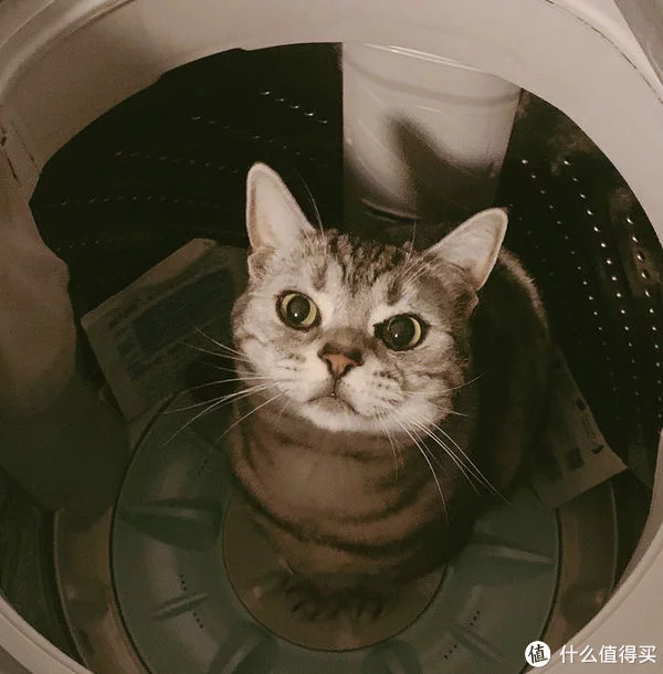 像选卫生纸一样去选一款合适你家的猫砂（卫生纸搓成球能够取代猫砂吗）