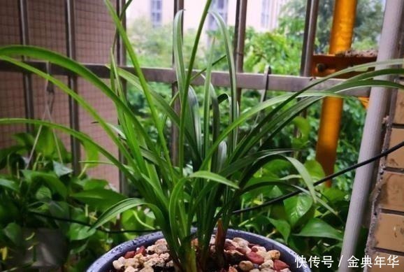 黄豆|什么啤酒水、黄豆水都不如一把“它”,盆里埋一点,啥花都爆盆