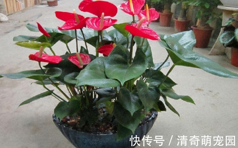 让红掌开花该注意哪些地方?4方面调控及时,盆栽寓意好、颜值高