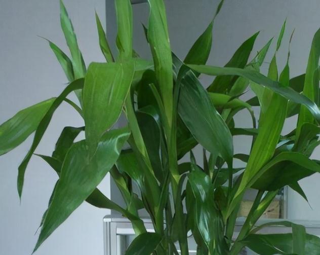 3盆花很怕冷，入冬后养室内，做好保暖很重要，别大意了