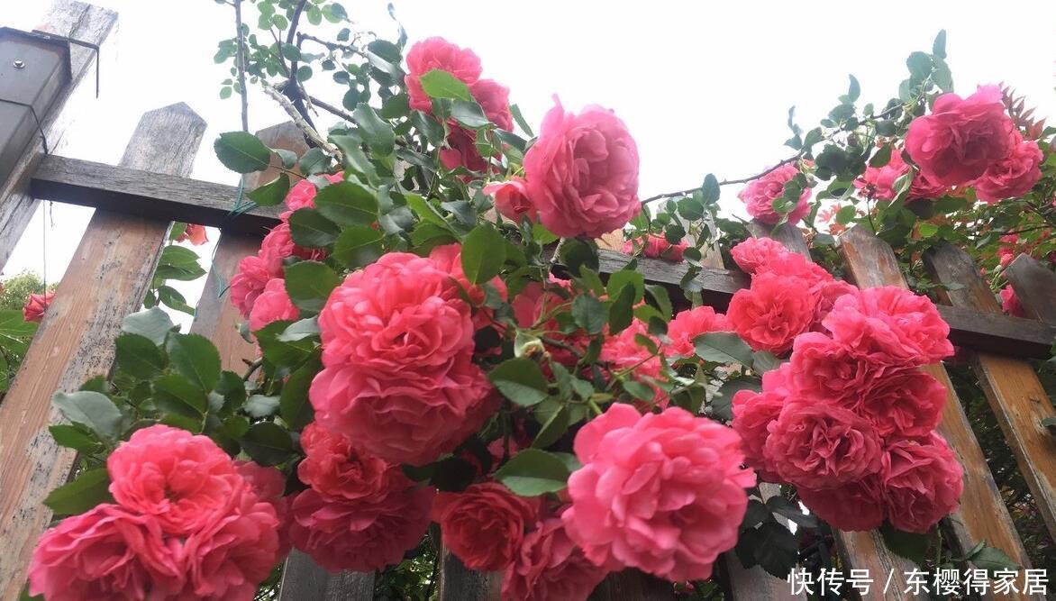 非常适合练手的4种藤本月季,长势强劲,开花量大,新手别错过