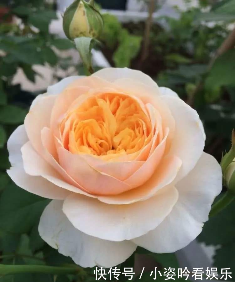 植物界|世界上最贵的6种花，植物界的“无价之花”，看看你认识几种