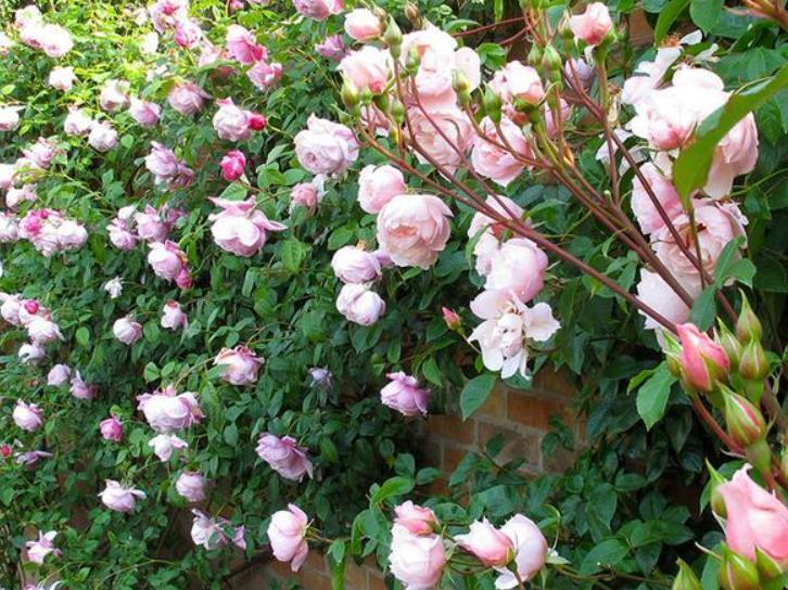 院子里养爬藤花越来越普遍,只有花开后,才明白有多美