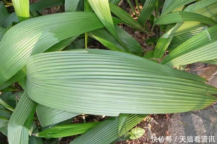 珍惜|路边一种野草,叶子像竹叶,但价值颇高,见到请珍惜