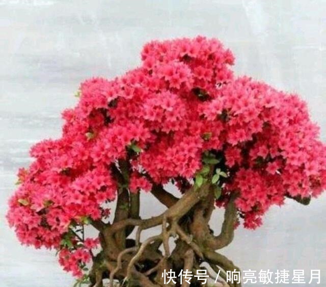 映山红管理注意几点,明年春季开花更绚烂!