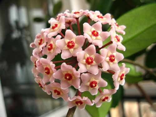 球兰,集观叶、赏花、闻香于一身,栽培难度低,新手也能养