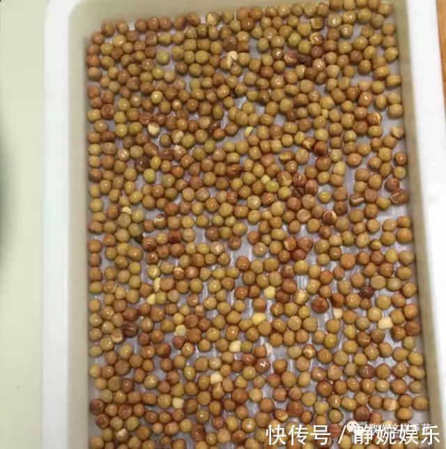 麻豌豆|学会纸上种菜，在家就能做菜农，青菜不用买！