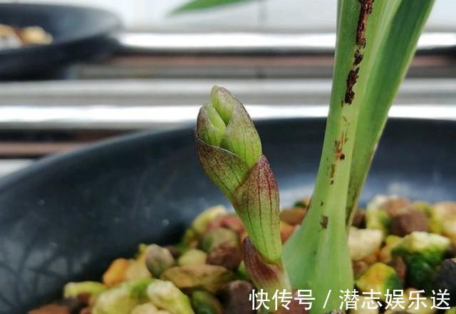 兰花|兰花就是不见长有一个“好办法”,快速生长,冒新芽
