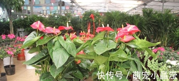 套路|花卉市场“套路深”,这3种花万万不要买,不然会吃“闷亏”