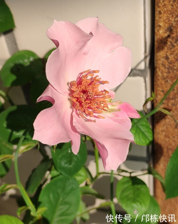 品种|10个最奇葩的月季品种,你可能一个都没见过!