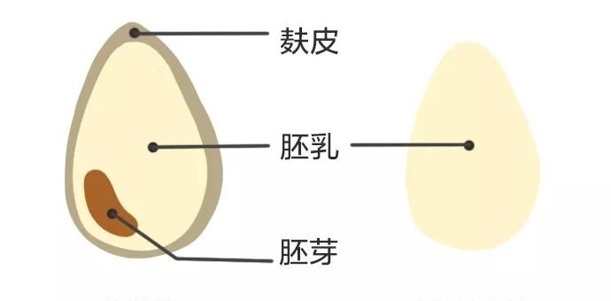 50万人研究发现，全谷物饮食可防癌