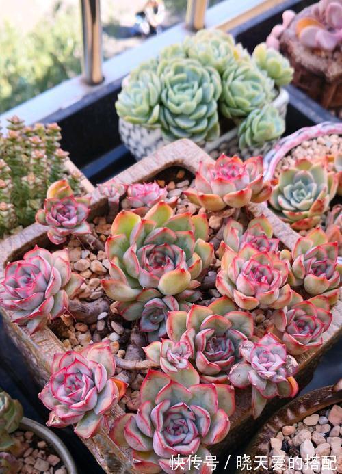 适合十月养的“14种花”，成活率高，能早日开花，喜欢别错过