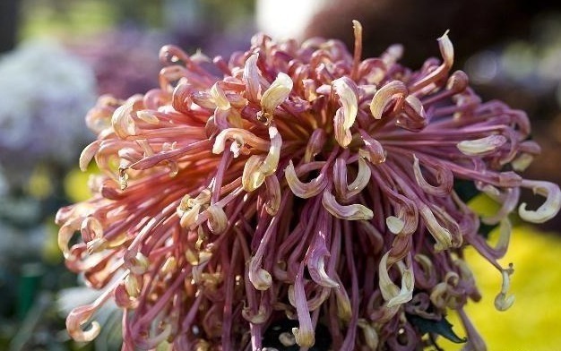 唐诗$宋诗里不容错过的一首咏菊诗,宁可枝头抱香死,何曾吹落北风中!