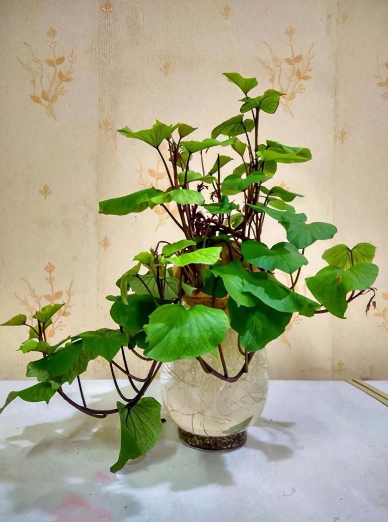 养花难就种菜，五种“再生菜”养起来，一茬接一茬，收获满满