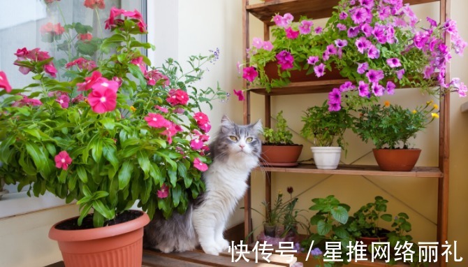 花草|想在客厅养花?这几个“规矩”可一定要懂,否则容易出差错