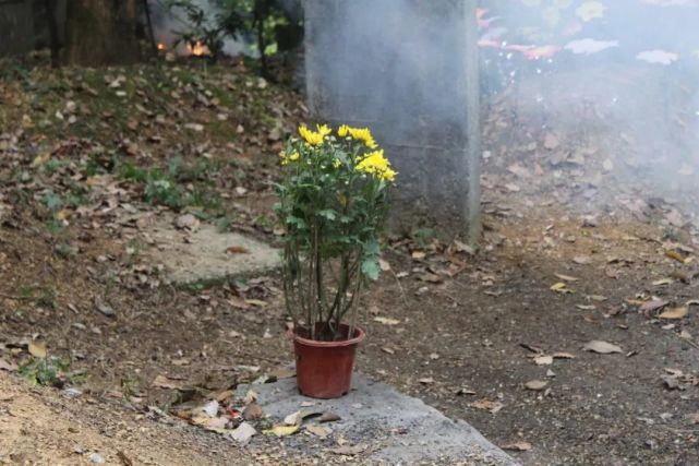 清明雨上，折菊寄相思