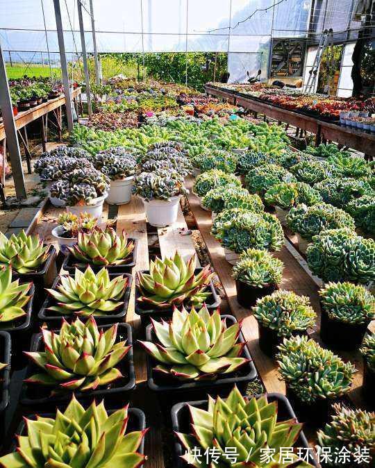 女儿痴迷养多肉，宁肯花高价，也要寄养多肉，我该阻止吗