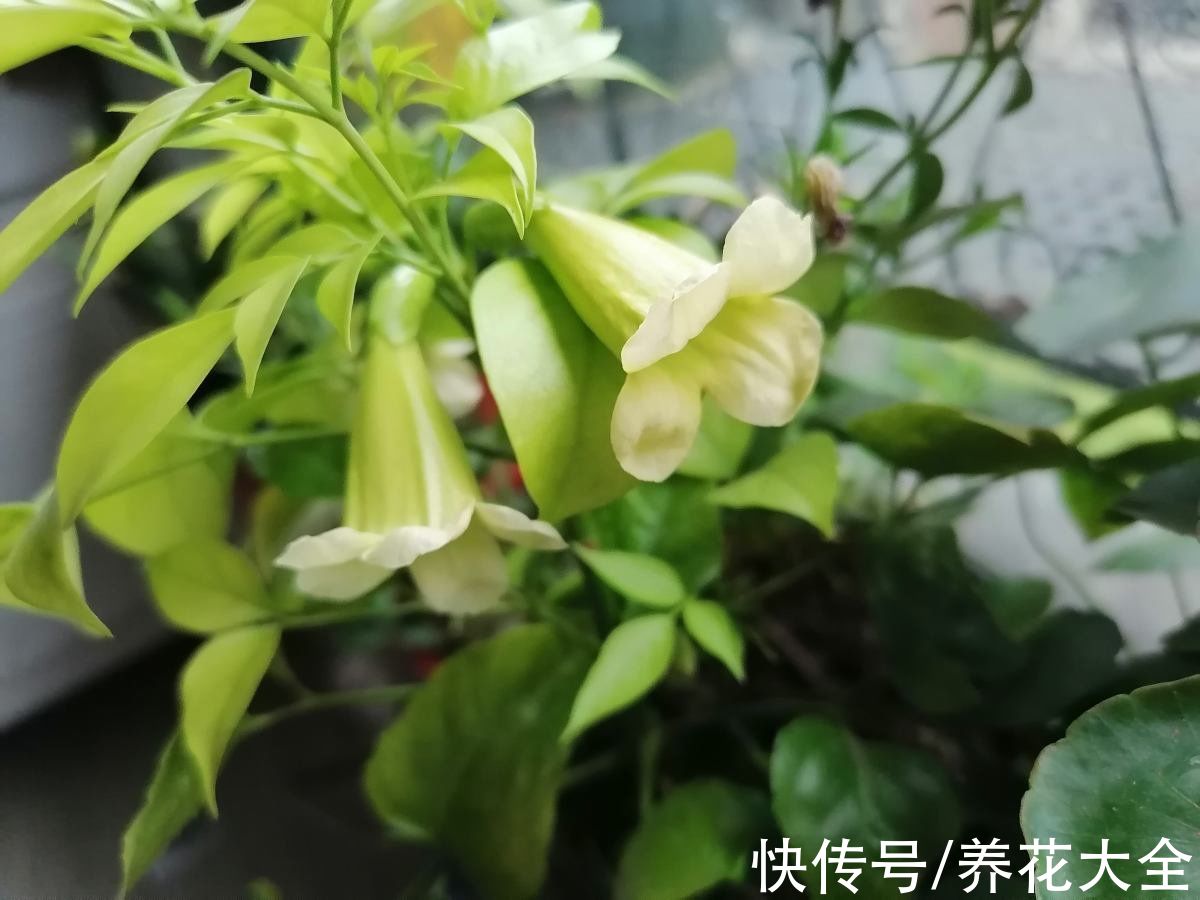 招财花|老祖宗说6种招财花，轻易不开花，一开花就预示“好运”