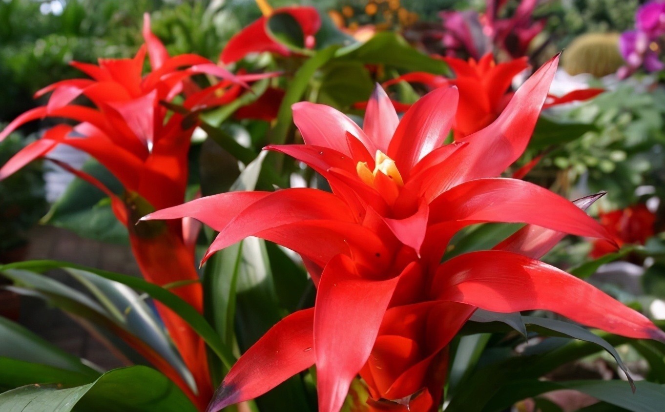 观音竹|建议中老年花友:养花就养4种,寓意是真的好