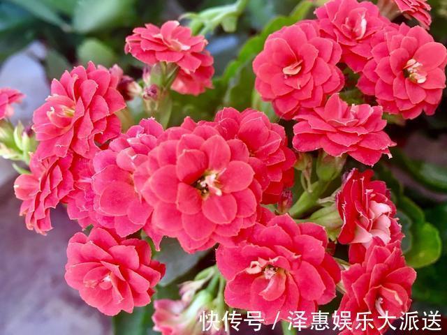 休眠期|长寿花是时候施肥了,来点白色粉末兑水浇花,睡醒了就等开花